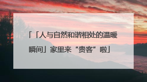 「人与自然和谐相处的温暖瞬间」家里来“贵客”啦