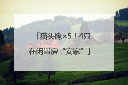 猫头鹰×5！4只在闲置房“安家”