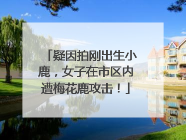 疑因拍刚出生小鹿，女子在市区内遭梅花鹿攻击！