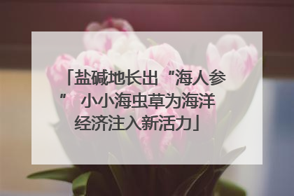 盐碱地长出“海人参” 小小海虫草为海洋经济注入新活力