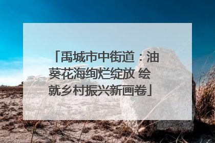 禹城市中街道：油葵花海绚烂绽放 绘就乡村振兴新画卷
