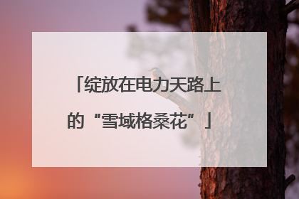 绽放在电力天路上的“雪域格桑花”