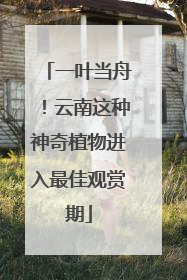 一叶当舟！云南这种神奇植物进入最佳观赏期