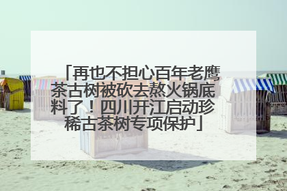 再也不担心百年老鹰茶古树被砍去熬火锅底料了！四川开江启动珍稀古茶树专项保护