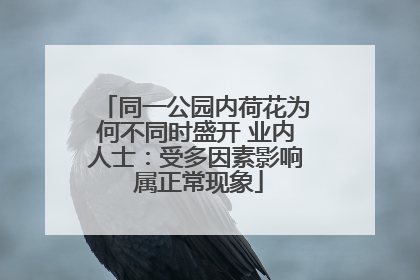 同一公园内荷花为何不同时盛开 业内人士：受多因素影响 属正常现象