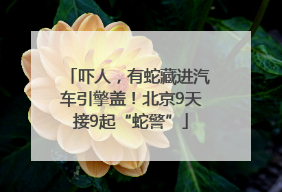 吓人，有蛇藏进汽车引擎盖！北京9天接9起“蛇警”