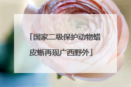 国家二级保护动物蜡皮蜥再现广西野外