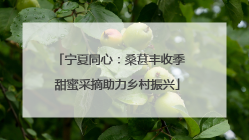 宁夏同心：桑葚丰收季 甜蜜采摘助力乡村振兴