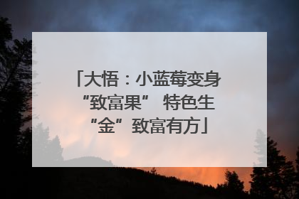 大悟：小蓝莓变身“致富果” 特色生“金”致富有方