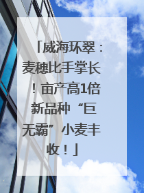 威海环翠：麦穗比手掌长！亩产高1倍 新品种“巨无霸”小麦丰收！