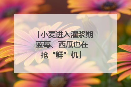 小麦进入灌浆期 蓝莓、西瓜也在抢“鲜”机