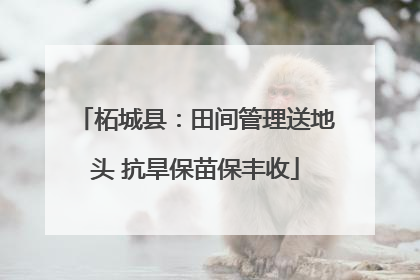 柘城县：田间管理送地头 抗旱保苗保丰收