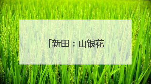 新田：山银花绽放致富路 产业兴旺促振兴