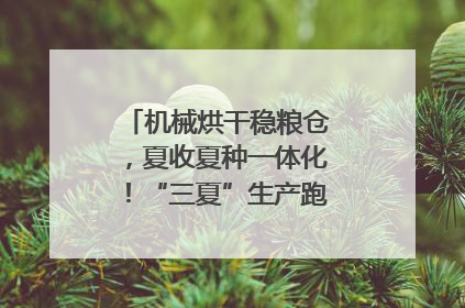 机械烘干稳粮仓，夏收夏种一体化！“三夏”生产跑出加速度｜麦报