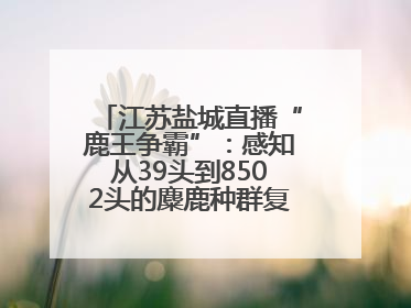 江苏盐城直播“鹿王争霸”：感知从39头到8502头的麋鹿种群复兴“密码”