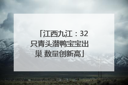 江西九江：32只青头潜鸭宝宝出巢 数量创新高