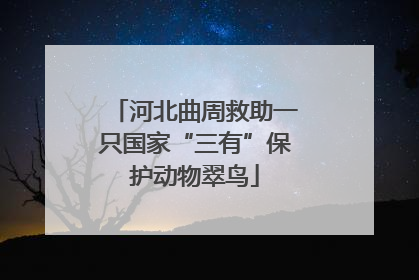 河北曲周救助一只国家“三有”保护动物翠鸟