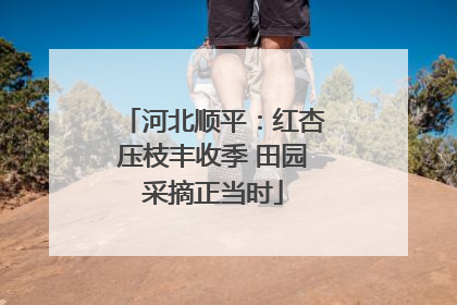 河北顺平：红杏压枝丰收季 田园采摘正当时