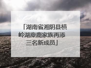 湖南省湘阴县横岭湖麋鹿家族再添三名新成员