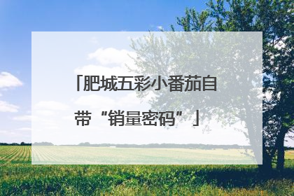 肥城五彩小番茄自带“销量密码”