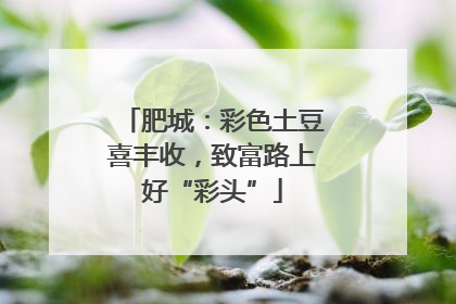 肥城：彩色土豆喜丰收，致富路上好“彩头”