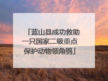 蓝山县成功救助一只国家二级重点保护动物领角鸮