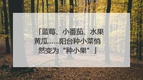 蓝莓、小番茄、水果黄瓜……阳台种小菜悄然变为“种小果”