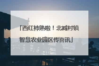 西红柿熟啦！北臧村镇智慧农业园区传喜讯
