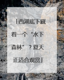 西湖底下藏着一个“水下森林”？夏天正适合观赏
