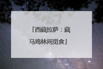 西藏拉萨：藏马鸡林间觅食