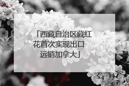 西藏自治区藏红花首次实现出口 远销加拿大