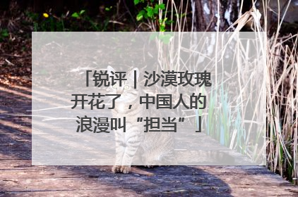 锐评｜沙漠玫瑰开花了，中国人的浪漫叫“担当”