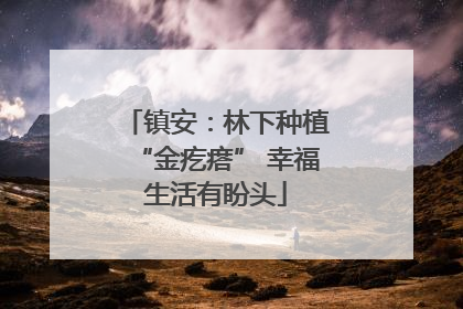 镇安：林下种植“金疙瘩” 幸福生活有盼头