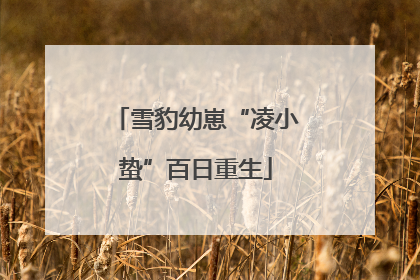 雪豹幼崽“凌小蛰”百日重生
