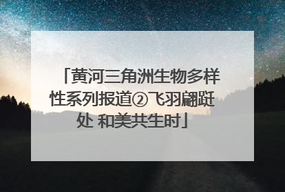 黄河三角洲生物多样性系列报道②飞羽翩跹处 和美共生时