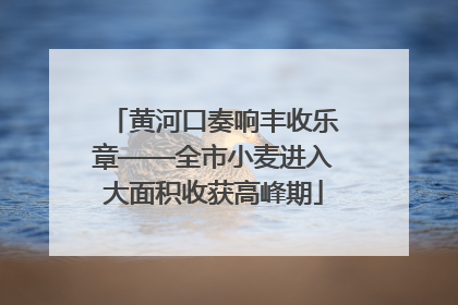 黄河口奏响丰收乐章——全市小麦进入大面积收获高峰期