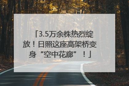 3.5万余株热烈绽放！日照这座高架桥变身“空中花廊”！