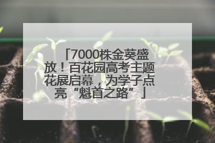 7000株金葵盛放！百花园高考主题花展启幕，为学子点亮“魁首之路”
