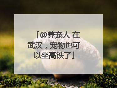 @养宠人 在武汉，宠物也可以坐高铁了